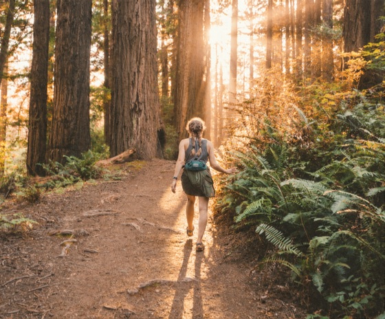 A canvas print of a hiker on a sunlit redwood forest trail
