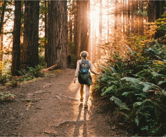 A metal print of a hiker on a sunlit redwood forest trail